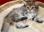 Brown Mackerel Tabby Siberian Kitten Fuschi Female - Siberian Kitten For Sale - Orlando&comma; FL&comma; US