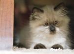 Christmas kittens - Ragdoll Kitten For Sale - Marysville&comma; WA&comma; US
