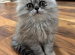 Soleil - Persian Kitten For Sale - Liberty Lake&comma; WA&comma; US