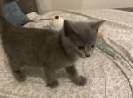 Russian Blue Litter - Russian Blue Kitten For Sale - Portsmouth&comma; VA&comma; US