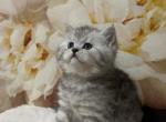 British Shorthair Kittens Litter 4 - British Shorthair Kitten For Sale - Philadelphia&comma; PA&comma; US