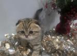 Basil - Scottish Fold Kitten For Sale - Naperville&comma; IL&comma; US
