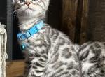 Majestic Silver Kittens - Bengal Kitten For Sale - AR&comma; US