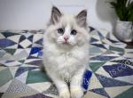 Lily - Ragdoll Kitten For Sale