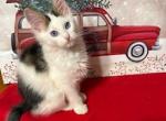 Jackson May Consider Trade - Maine Coon Kitten For Sale - Pylesville&comma; MD&comma; US