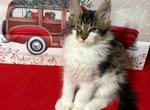 Finn - Maine Coon Kitten For Sale - Pylesville&comma; MD&comma; US