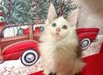 Oliver Odd Eyed Polydactyl Male - Maine Coon Kitten For Sale - Pylesville&comma; MD&comma; US