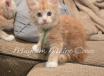 Sookie - Maine Coon Kitten For Sale - Gainesville&comma; GA&comma; US