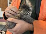 Rolly  polydactyl Maine Coonish girl - Polydactyl Kitten For Sale - WI&comma; US