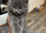Polly  polydactyl Maine Coonish girl - Polydactyl Kitten For Sale - WI&comma; US