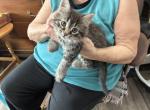 Tuta polydactyl female - Polydactyl Kitten For Sale - WI&comma; US