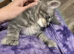 Dragomir polydactyl male - Polydactyl Kitten For Sale - WI&comma; US