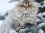 Ginny - Scottish Fold Cat For Sale - Watertown&comma; NY&comma; US
