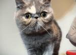 CFA Registered Blue Tortoiseshell Kitten - Exotic Cat For Sale - TX&comma; US
