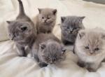 Fluffy Cuties - British Shorthair Kitten For Sale - Springfield&comma; MO&comma; US