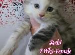 Sachi Blessings Litter - Maine Coon Kitten For Sale - Kingman&comma; AZ&comma; US
