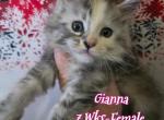 Gianna Blessings Litter - Maine Coon Kitten For Sale - Kingman&comma; AZ&comma; US