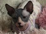 BiColor male - Sphynx Kitten For Sale - Fort Worth&comma; TX&comma; US