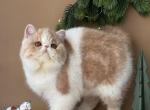 Exotic Shorthair female - Exotic Kitten For Sale - Hollywood&comma; FL&comma; US