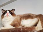 Barsik - Ragdoll Cat For Sale - Brooklyn&comma; NY&comma; US
