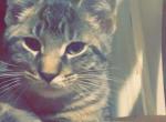 300 dollars today only - Maine Coon Kitten For Sale - Mishawaka&comma; IN&comma; US