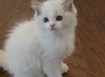 Ganache - Ragdoll Kitten For Sale - Frisco&comma; TX&comma; US