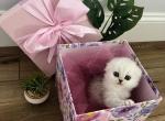 Beautiful - Scottish Straight Cat For Sale - Inman&comma; SC&comma; US