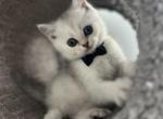 Handsome boy - Scottish Straight Cat For Sale - Inman&comma; SC&comma; US