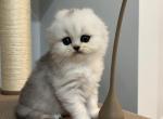 Playful male - Scottish Fold Cat For Sale - Inman&comma; SC&comma; US