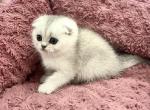 Beauty lady - Scottish Fold Cat For Sale - Inman&comma; SC&comma; US