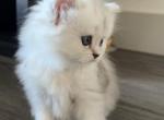 Fluffy boy - Scottish Straight Cat For Sale - Inman&comma; SC&comma; US