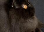 Black solid longhair - Exotic Kitten For Sale - Plymouth&comma; MN&comma; US