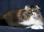 Brown patched tabby and white LH - Exotic Kitten For Sale - Plymouth&comma; MN&comma; US