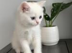 White tiger - Scottish Straight Cat For Sale - Inman&comma; SC&comma; US