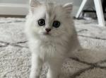 Popo - Scottish Straight Kitten For Sale - Inman&comma; SC&comma; US