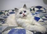 Kendra - Ragdoll Kitten For Sale - Tuscaloosa&comma; AL&comma; US