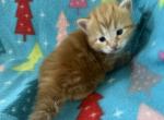 Uriel - Siberian Kitten For Sale - Clintwood&comma; VA&comma; US