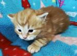 Ulysses - Siberian Kitten For Sale - Clintwood&comma; VA&comma; US