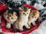 Boys - Scottish Fold Kitten For Sale - Inman&comma; SC&comma; US