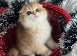 Girls - Scottish Fold Kitten For Sale - Inman&comma; SC&comma; US