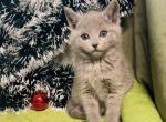 Bluish girl - Russian Blue Kitten For Sale - Inman&comma; SC&comma; US