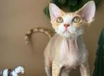 Devon Rex male kitten - Devon Rex Kitten For Sale - Hollywood&comma; FL&comma; US