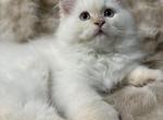 Timothy Christmas Litter D - Himalayan Kitten For Sale - Tampa&comma; FL&comma; US