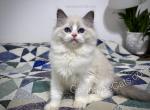 Lavender - Ragdoll Kitten For Sale - Tuscaloosa&comma; AL&comma; US