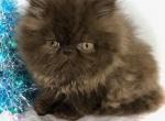CFA  Female SOLD to Morgan - Persian Kitten For Sale - Lake Station&comma; IN&comma; US