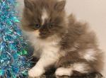 Persian Mix  ON hold for Gloria - Persian Kitten For Sale - Lake Station&comma; IN&comma; US