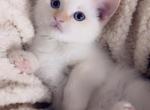 Sweet kitty - Siamese Kitten For Sale - Vancouver&comma; WA&comma; US