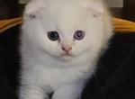 Scottish Folds and Scottish straight - Scottish Fold Kitten For Sale - Miami&comma; FL&comma; US