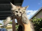 Milo - Maine Coon Kitten For Sale - Hollywood&comma; FL&comma; US