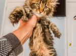 Maine Coon Male - Maine Coon Kitten For Sale - Staten Island&comma; NY&comma; US